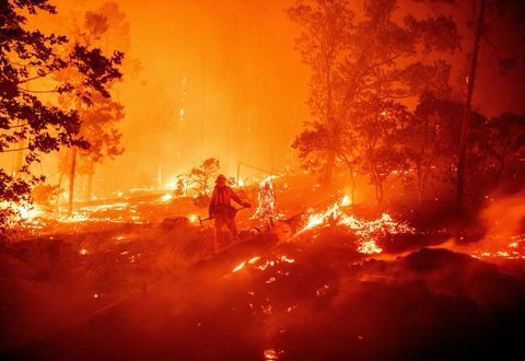 género revelan incendios forestales california