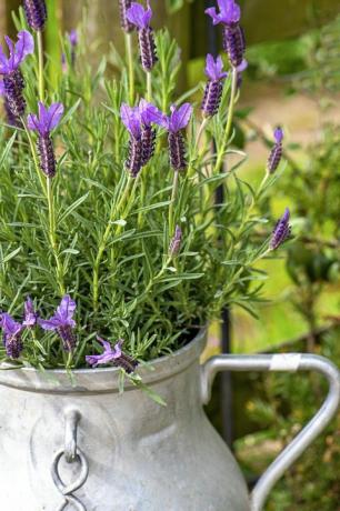 Imagen en primer plano de bonitas flores de lavanda perfumadas plantadas en un francés, lechera de aluminio