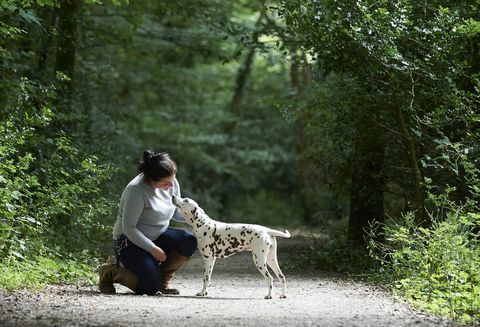 perro de paseo por el bosque