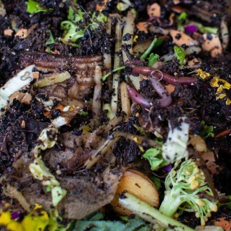 una vista de cerca de los gusanos colocados en una nueva bandeja de alimentación con comida fresca y material de cama en un vermicompostador al aire libre el compostador de gusanos es una solución perfecta en un apartamento para procesar el desperdicio de alimentos