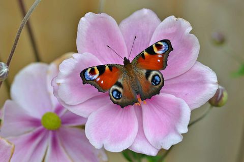 Peacock_Andrew Cooper, Conservación de Mariposas