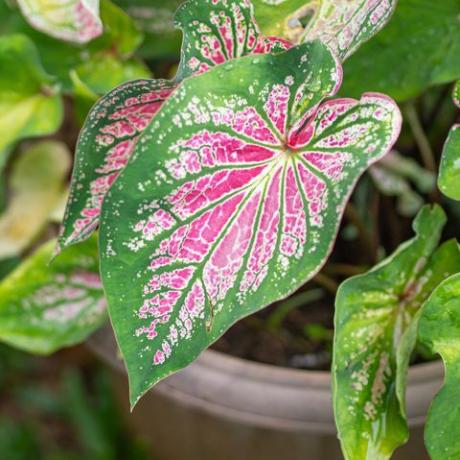 hermosa caladium bicolor o reina de las plantas frondosas