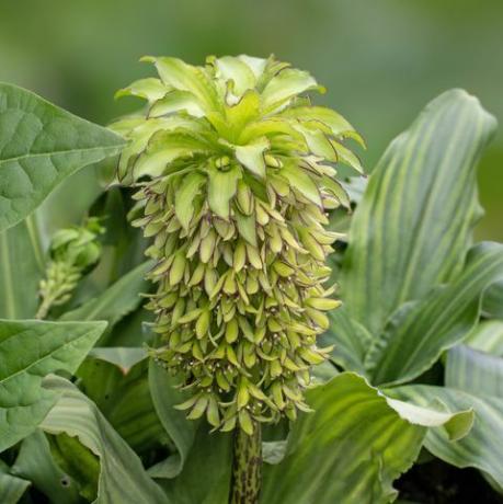 plantas tropicales, eucomis bicolor