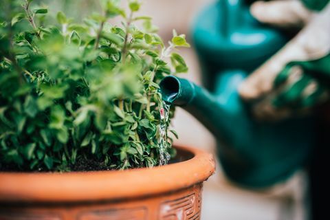 Regando hierbas frescas plantadas.