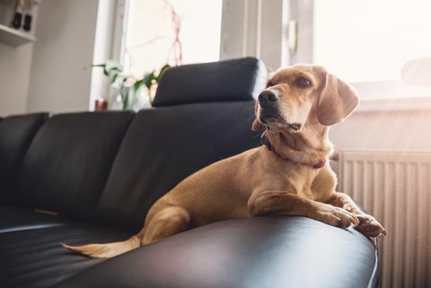 Perro sentado en el sofá