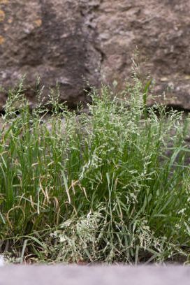 abundante hierba en expansión en la familia poaceae floreciendo contra la pared en el campo británico