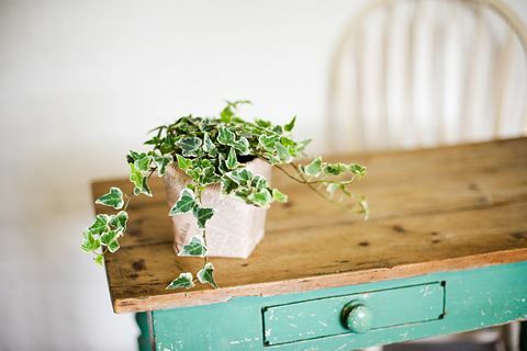 Hiedra que crece fuera de la maceta en la mesa de madera