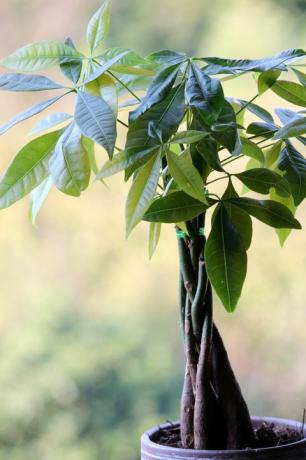 Pachira aquatica o árbol del dinero