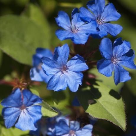 ceratostigma plumbaginoides, plumbago resistente, planta de otoño