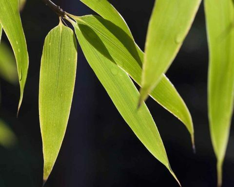 plantas-tropicales-bambú-negro