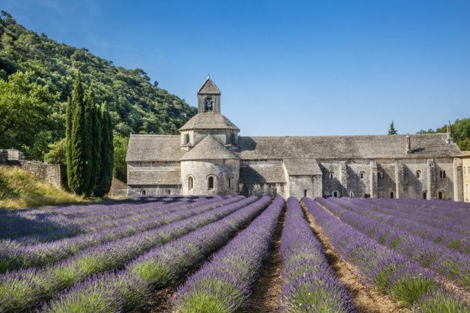 abadía de sénanque con campos de lavanda