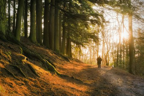 Luz de la mañana a través de los árboles de invierno