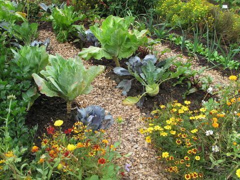 Jardín con flores y vegetales.