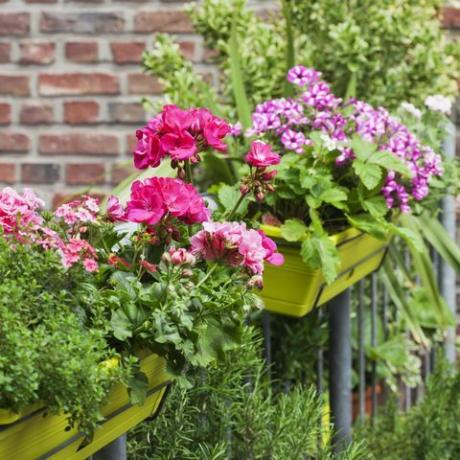 Cajas de flores con flores de verano en flor y romero en el balcón