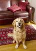 15 hechos divertidos del Golden Retriever