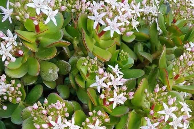 crassula ovata ovata también conocida como planta de jade, planta de la suerte, planta de dinero o árbol de dinero