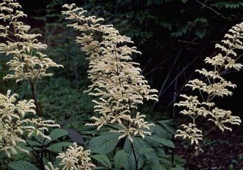 plantas-tropicales-rodgersia-pinnata