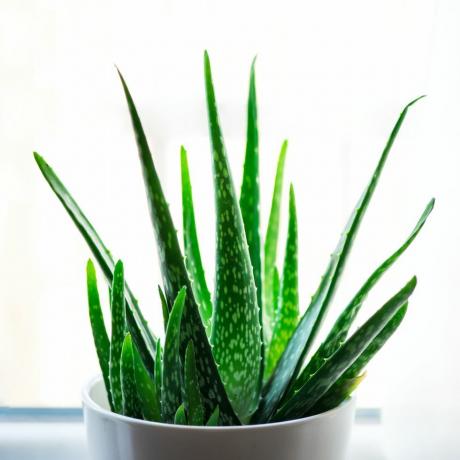 planta de aloe vera en maceta blanca