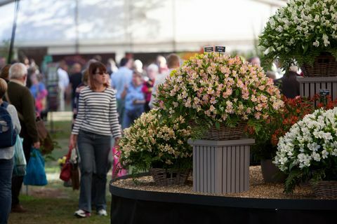 desfile de otoño de rhs malvern 2022