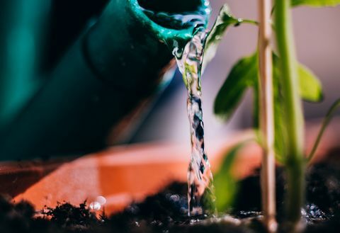 regando una planta, de cerca