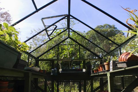 Interior del invernadero del jardín con respiraderos de techo de apertura automática, Reino Unido