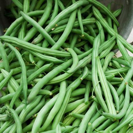 judías verdes frescas recién recogidas del jardín