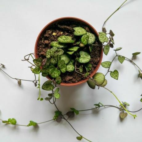 Cadena de corazones planta en maceta de plástico disparó desde arriba sobre la superficie blanca vista superior del fondo botánico, plano, espacio de copia