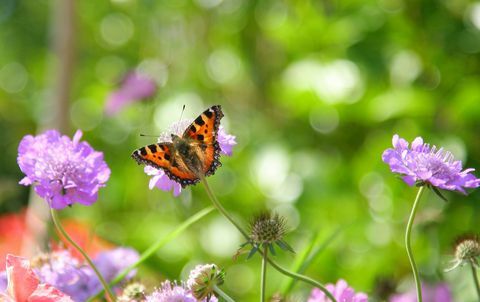 Mariposa de concha en flor escabiosa