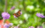 ¿Cuál es la mejor manera de atraer la vida silvestre a tu jardín este verano?