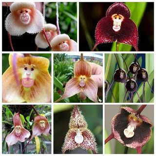 Orquídea Drácula (100 semillas)