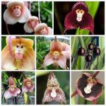 Estas raras orquídeas parecen caras de mono y puedes comprar las semillas