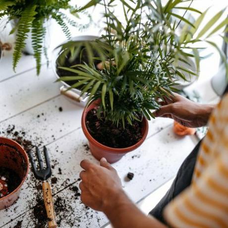 Joven empresario trasplantando plantas en la florería, vistiendo delantal, usando herramientas de jardinería