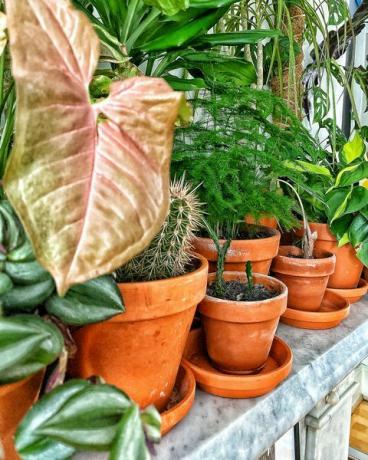 colección de plantas de interior de taylor fuller, londres