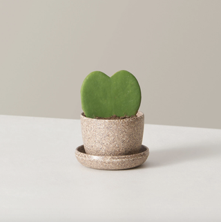 Planta Hoya Heart Duo