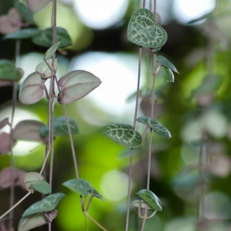 cadena de corazones planta ceropegia woodii