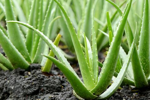 Aloe Vera Crecimiento vegetal en finca