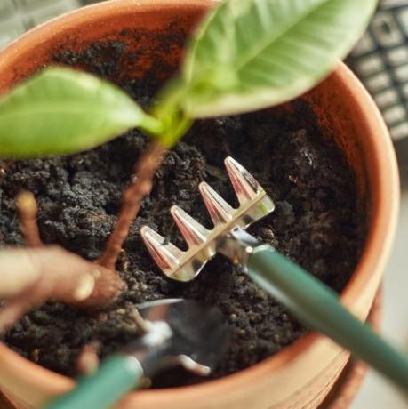 humedad del suelo y nivel de ph, plantas de oficina rastrillo pequeño y pala en la maceta en el lugar de trabajo