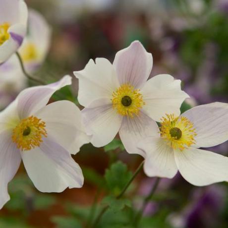 Chelsea Flower Show 2020 planta de la década preseleccionada