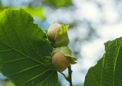 Hojas y tallo del árbol de avellanas, se centran en las avellanas, primer plano