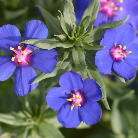 Anagallis Amante del cielo