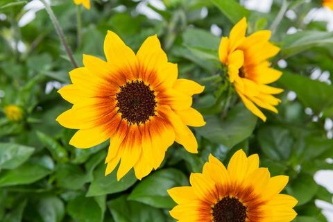 Tercer lugar Planta Chelsea del año 2018. Helianthus annuus CHICA DE OJOS MARRONES SOLEABLE ("Sunbeliv01")