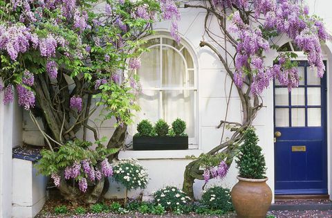 Wisteria trepando por la pared de la casa con ventana