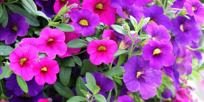 ropa de cama plantas rosa púrpura calibrachoa flores en flor