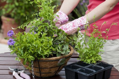 Jardinería plantas de verano