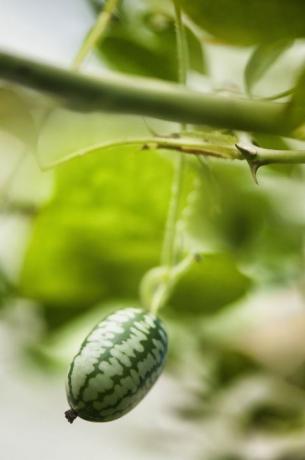 mini melón de pepino