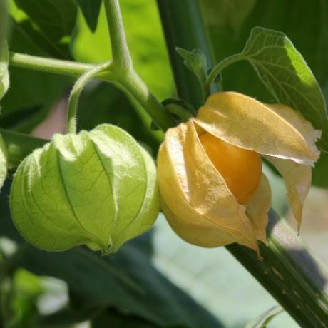 al aire libre, asignación, uchuva, fruta de physalis, comida