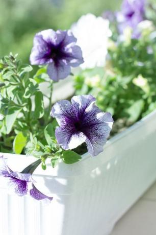 Ventana de decoración de petunias