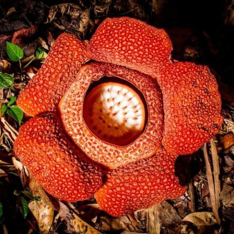 el planeta verde serie de cinco partes de david attenborough sobre plantas en bbc una flor de la planta parásita rafflesia rafflesia keithii