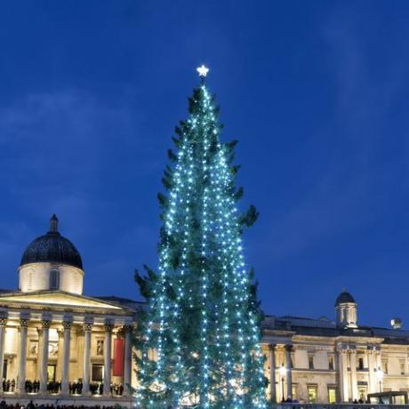 el enorme árbol de navidad anual frente a la galería nacional en trafalgar square, londres, reino unido