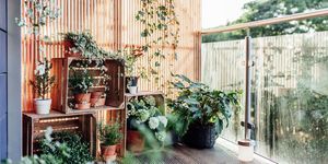 Plantas al aire libre en el balcón